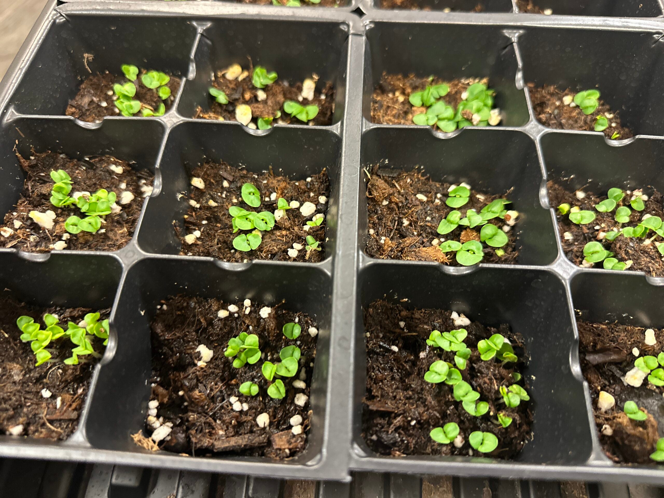 Edible Herb Garden